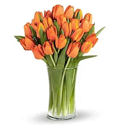 Orange Tulip